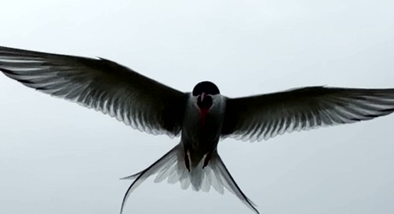 The bird at 19.55 s, cropped at native
          resolution: bill, cap, primaries and tail streamers